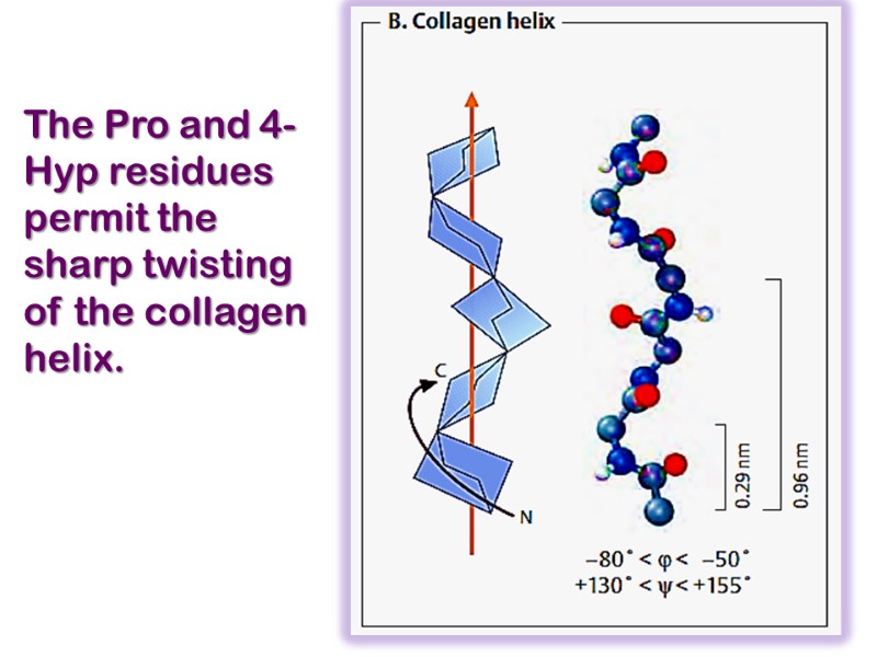 The Pro and 4-Hyp residues permit the sharp twisting of the collagen helix.